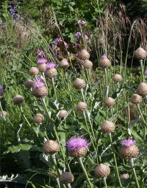 Centaurea x cult. 'Pulchra Major''