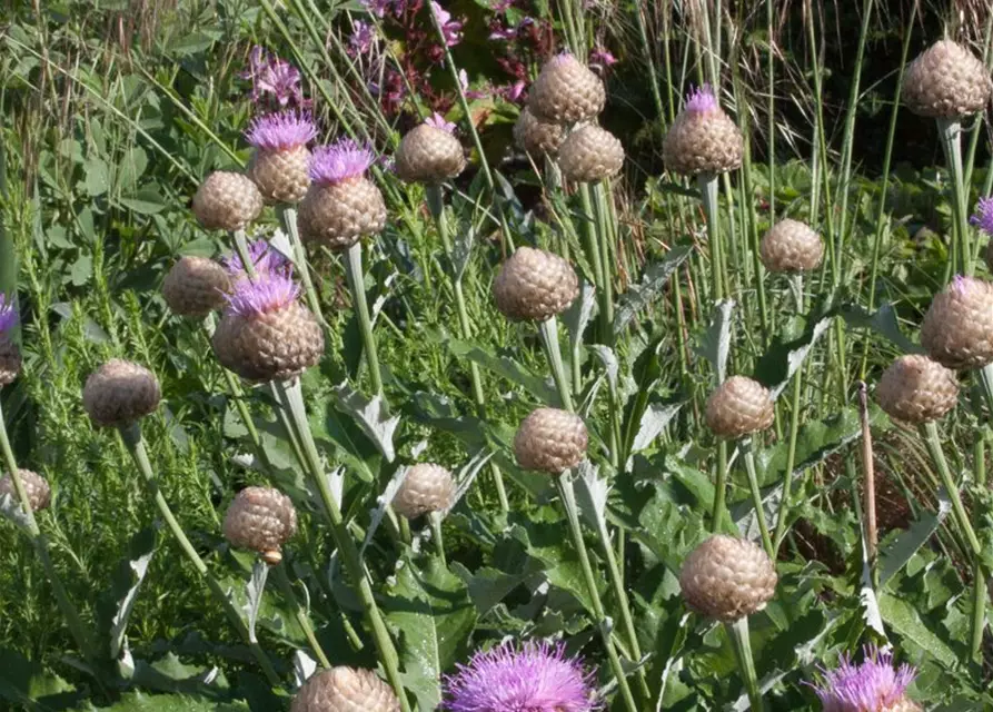 Centaurea x cult. 'Pulchra Major''