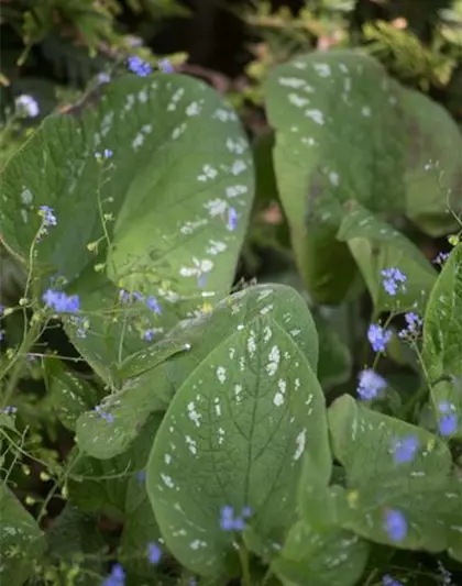 Brunnera macrophylla 'Langtrees'