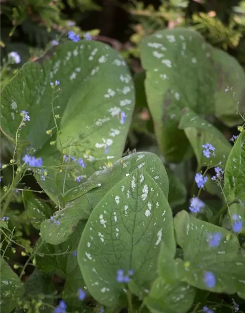 Brunnera macrophylla 'Langtrees'