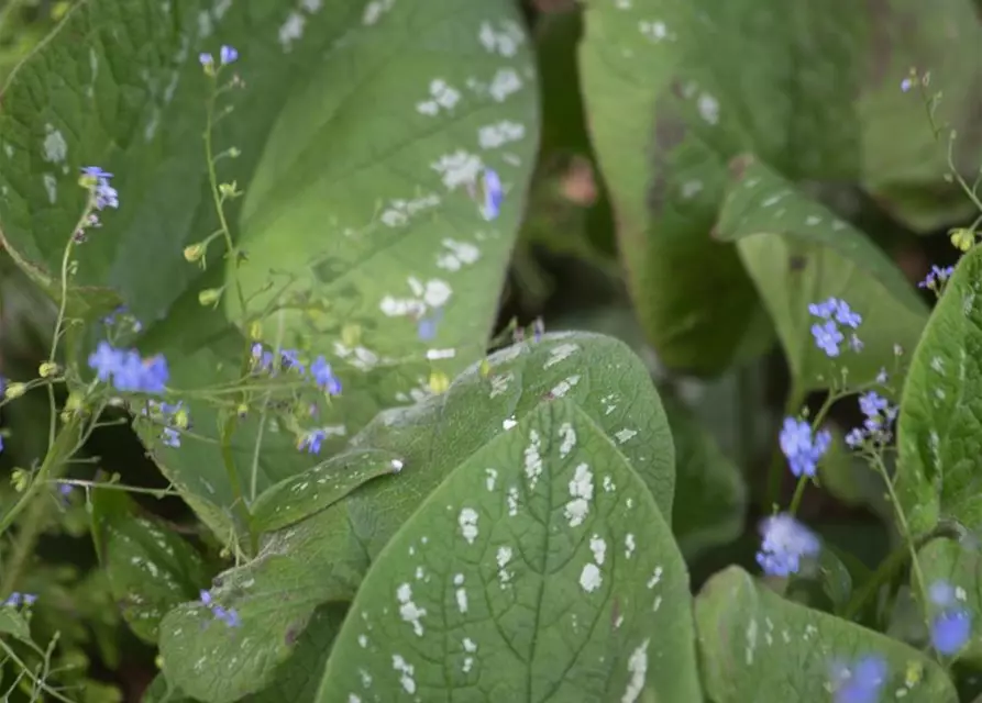 Brunnera macrophylla 'Langtrees'