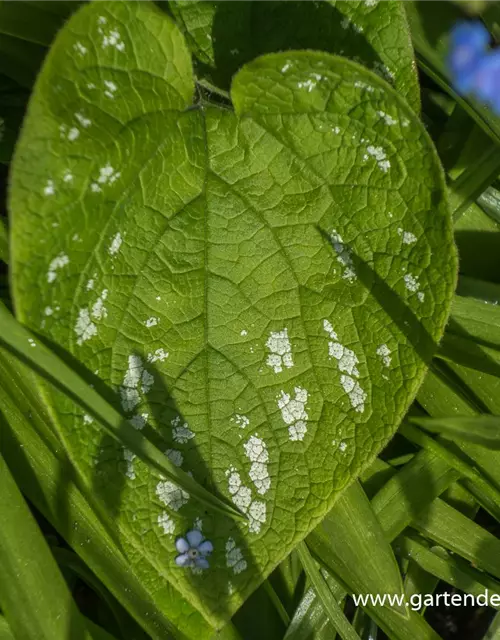 Brunnera macrophylla 'Langtrees'