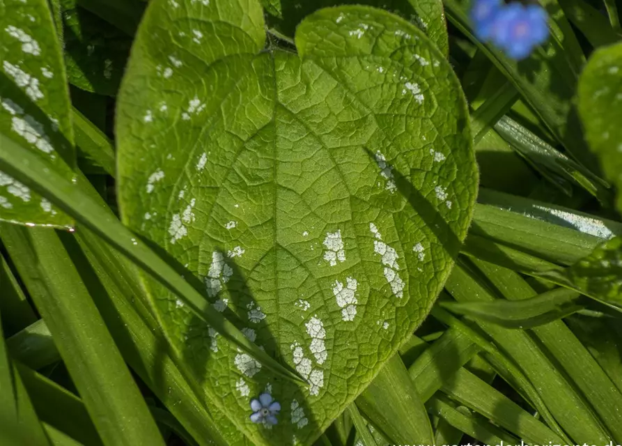 Brunnera macrophylla 'Langtrees'