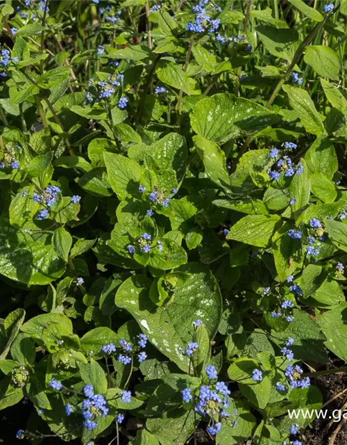 Brunnera macrophylla 'Langtrees'