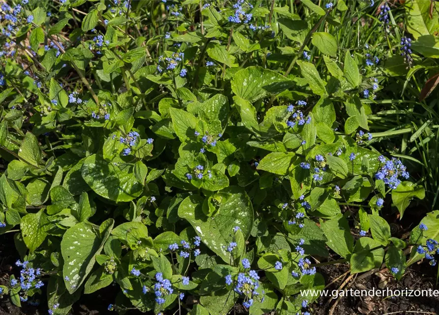 Brunnera macrophylla 'Langtrees'