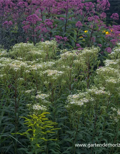 Doldige Garten-Aster 'Weißer Schirm'