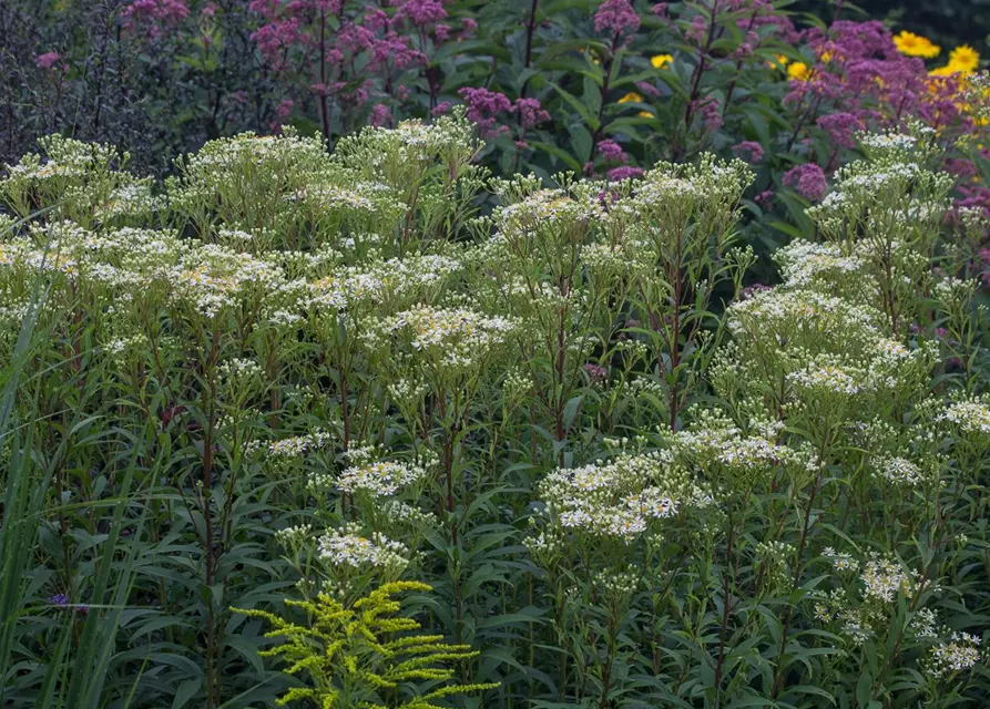 Doldige Garten-Aster 'Weißer Schirm'