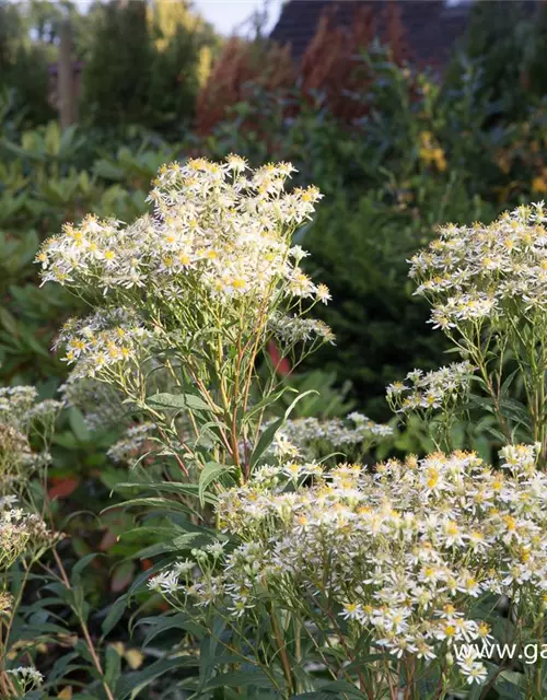 Doldige Garten-Aster 'Weißer Schirm'