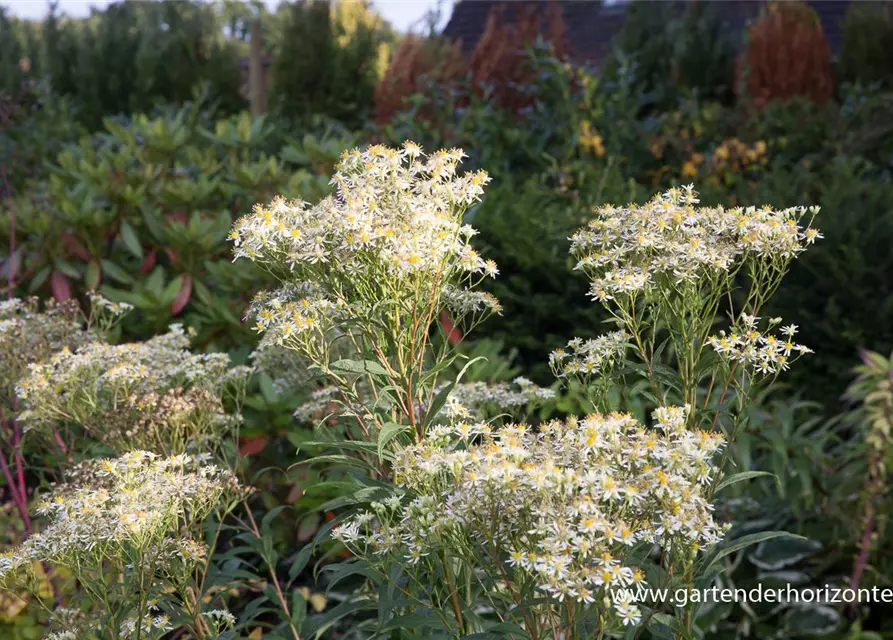 Doldige Garten-Aster 'Weißer Schirm'