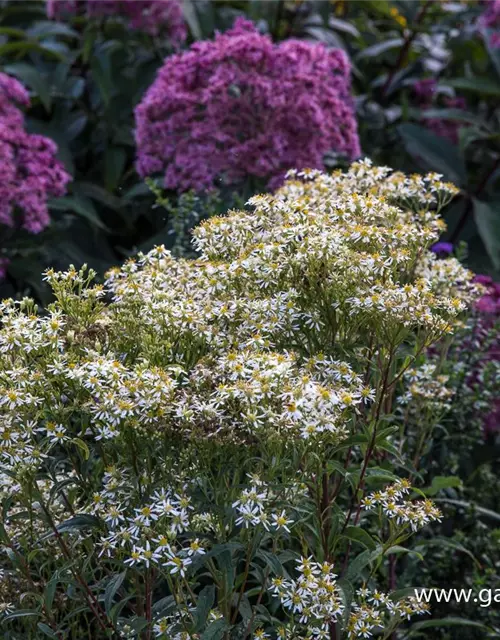 Doldige Garten-Aster 'Weißer Schirm'