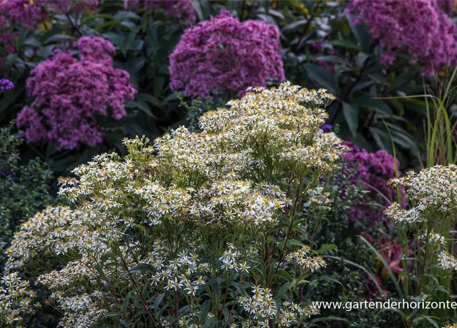 Doldige Garten-Aster 'Weißer Schirm'