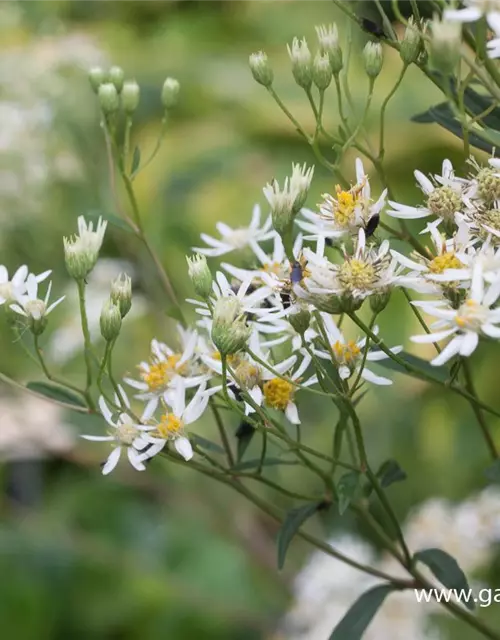 Doldige Garten-Aster 'Weißer Schirm'