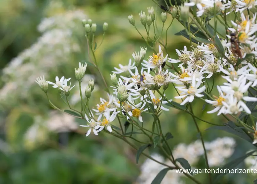 Doldige Garten-Aster 'Weißer Schirm'