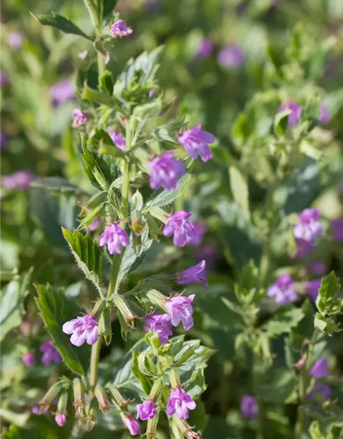 Calamintha grandiflora