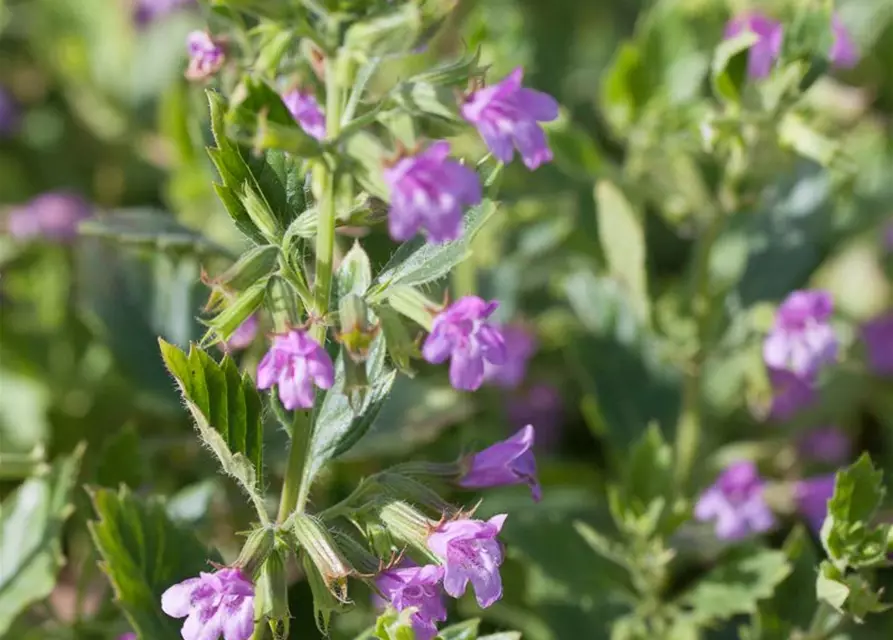 Calamintha grandiflora