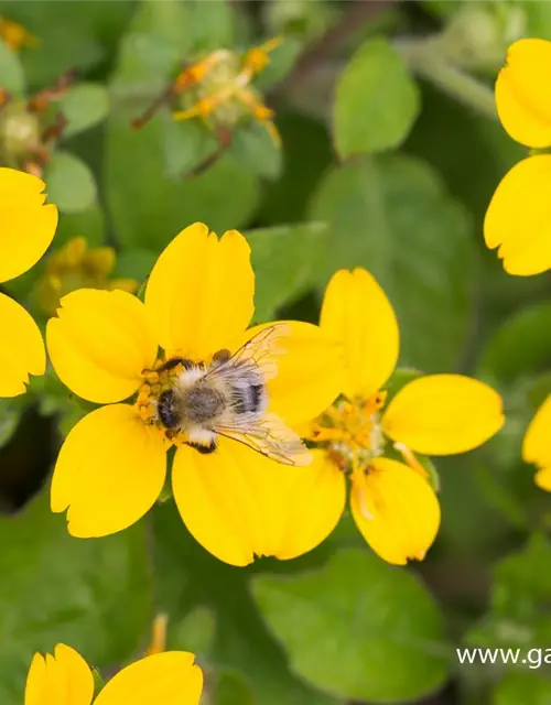 Chrysogonum virginianum 'Andre Viette'