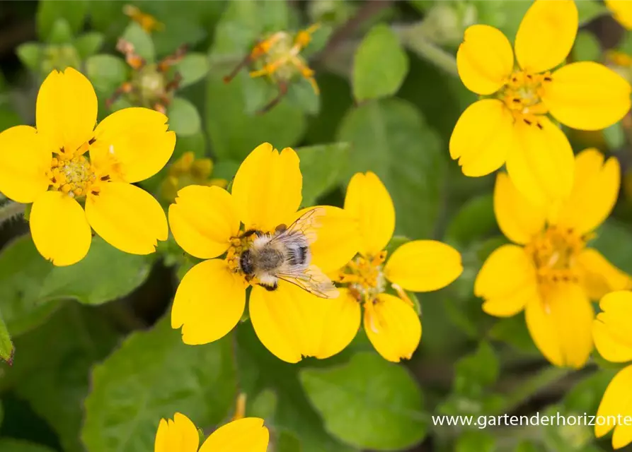 Chrysogonum virginianum 'Andre Viette'