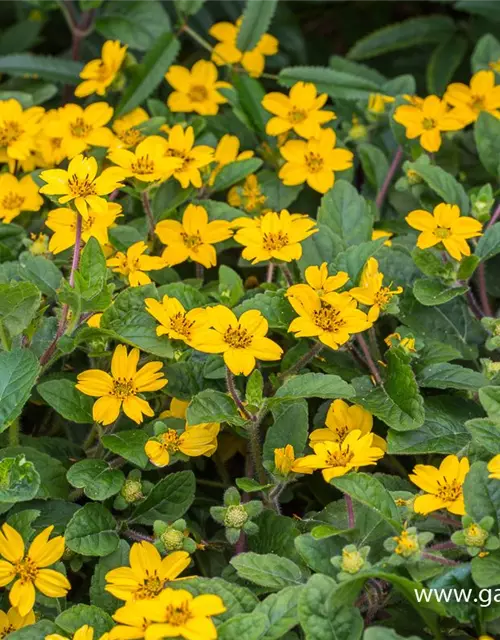 Chrysogonum virginianum 'Andre Viette'