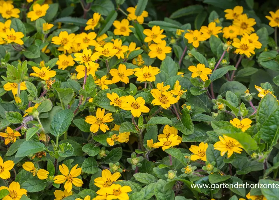 Chrysogonum virginianum 'Andre Viette'