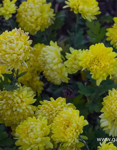 Chrysanthemum x hort.'Juliane'