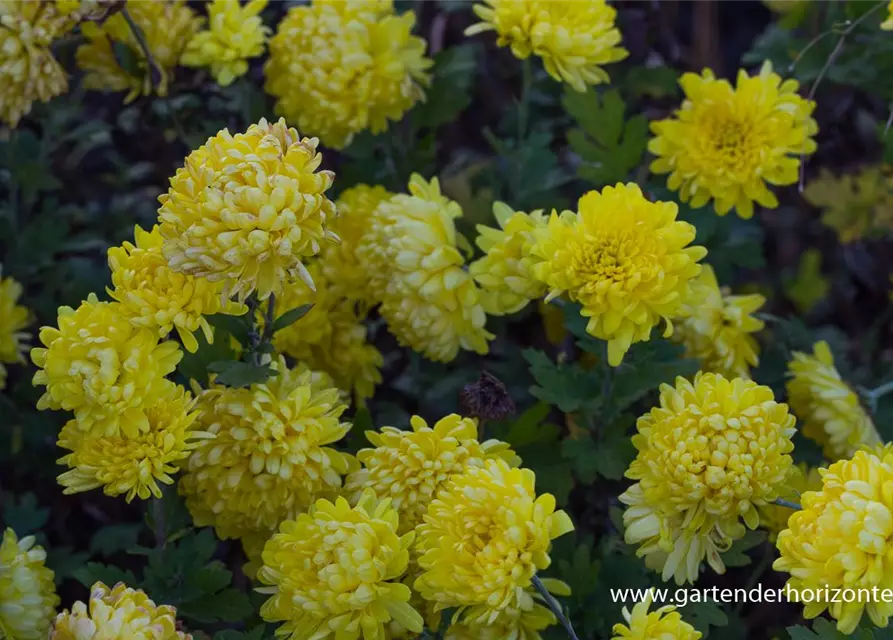 Chrysanthemum x hort.'Juliane'