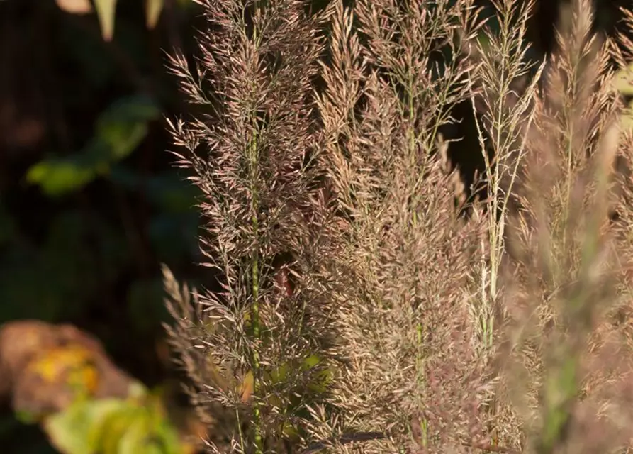 Calamagrostis brachytricha