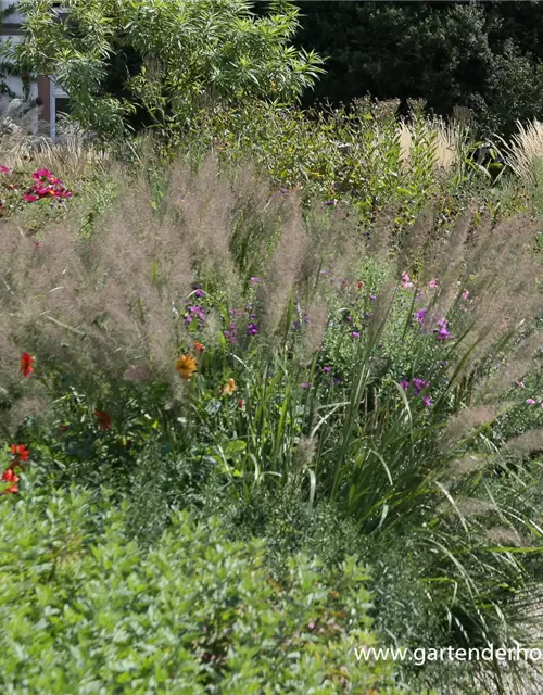 Calamagrostis brachytricha