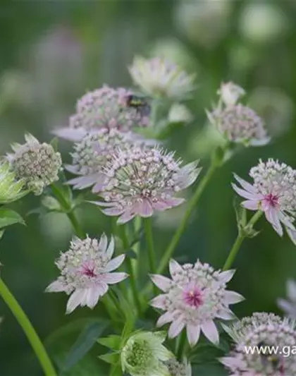 Astrantia major 'Star of Billion' -R-