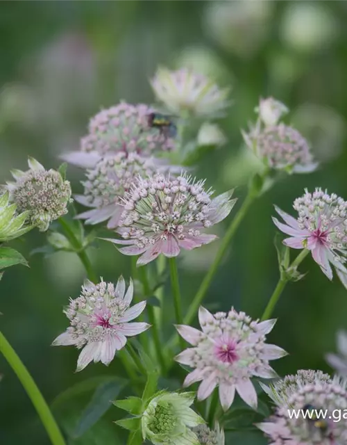 Astrantia major 'Star of Billion' -R-