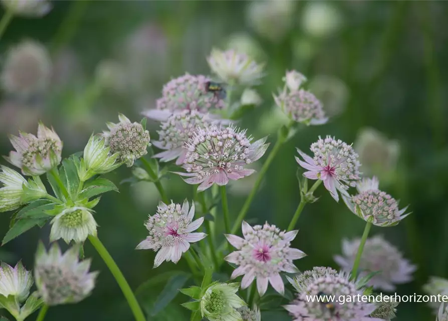 Astrantia major 'Star of Billion' -R-