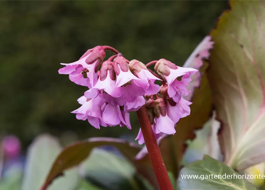 Bergenia cordifolia 'Rosi Klose'