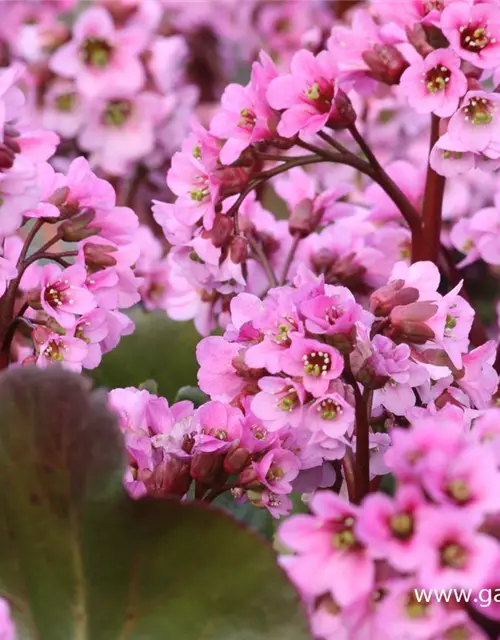 Bergenia cordifolia 'Rosi Klose'