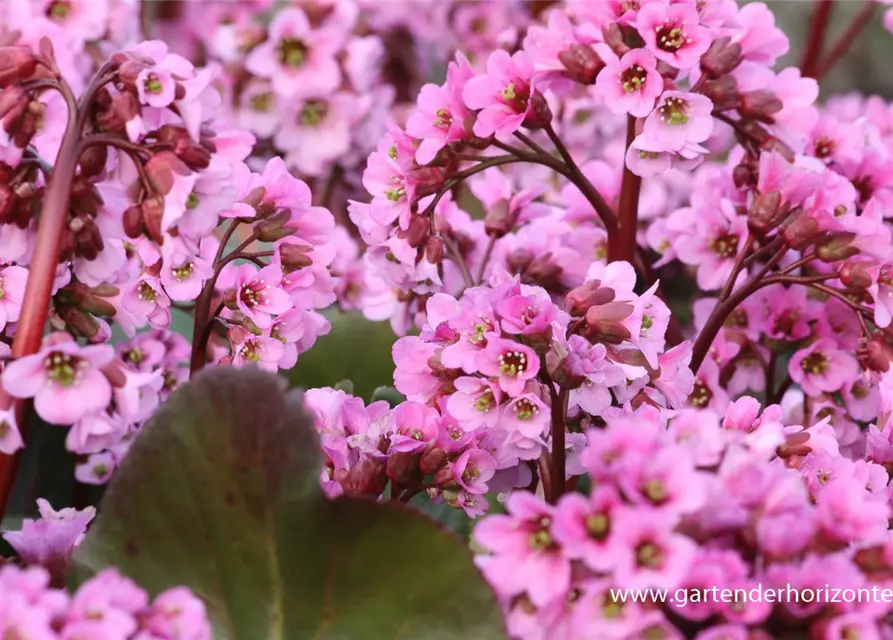 Bergenia cordifolia 'Rosi Klose'