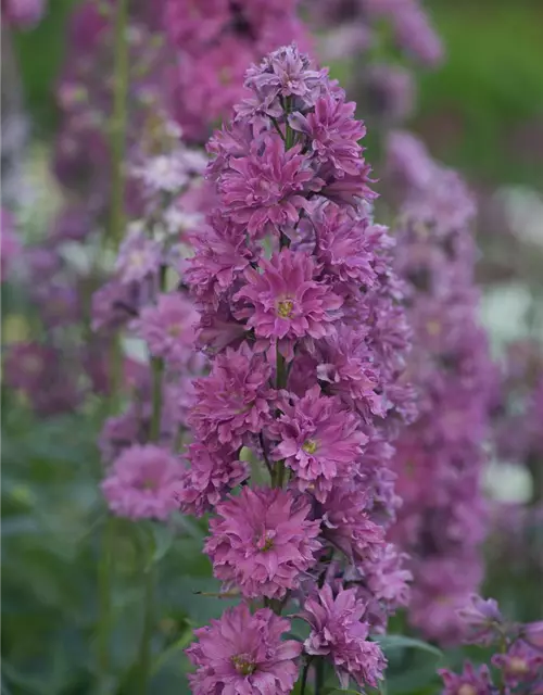 Delphinium Highlander 'Flamenco' -R-