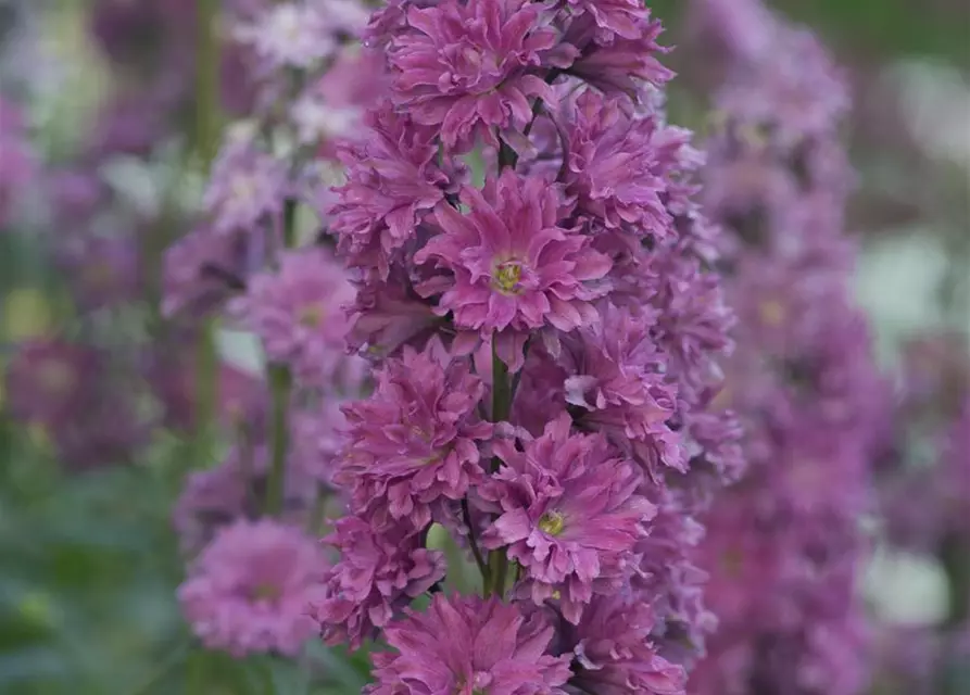 Delphinium Highlander 'Flamenco' -R-