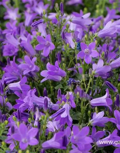 Campanula portenschlagiana