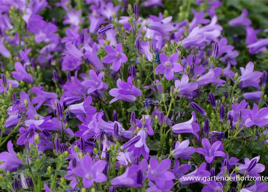 Campanula portenschlagiana