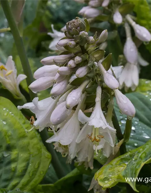 Blaue Gelbrand-Garten-Funkie 'Frances Williams'