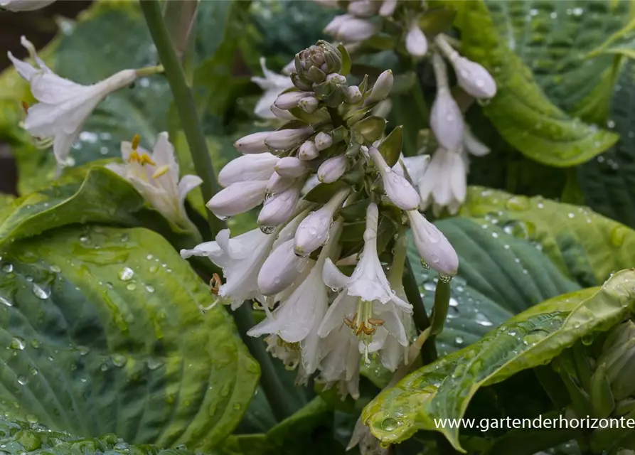 Blaue Gelbrand-Garten-Funkie 'Frances Williams'