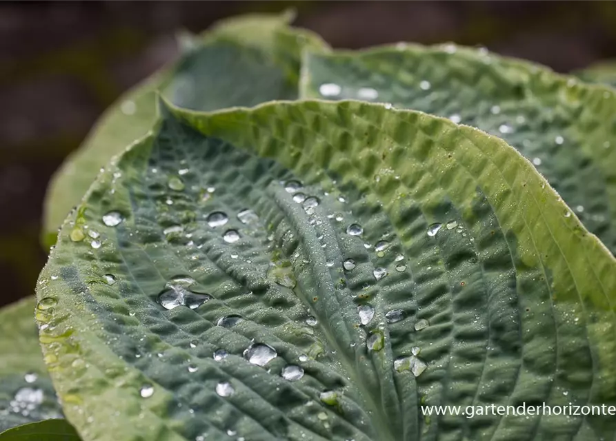 Blaue Gelbrand-Garten-Funkie 'Frances Williams'