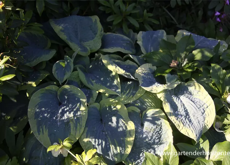 Blaue Gelbrand-Garten-Funkie 'Frances Williams'