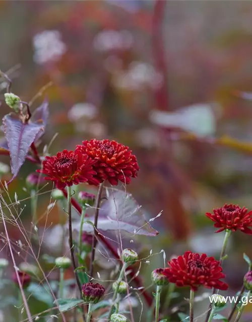 Chrysanthemum x hort.'Brockenfeuer'