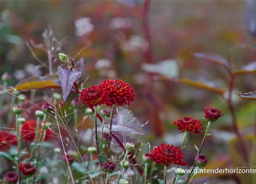 Chrysanthemum x hort.'Brockenfeuer'