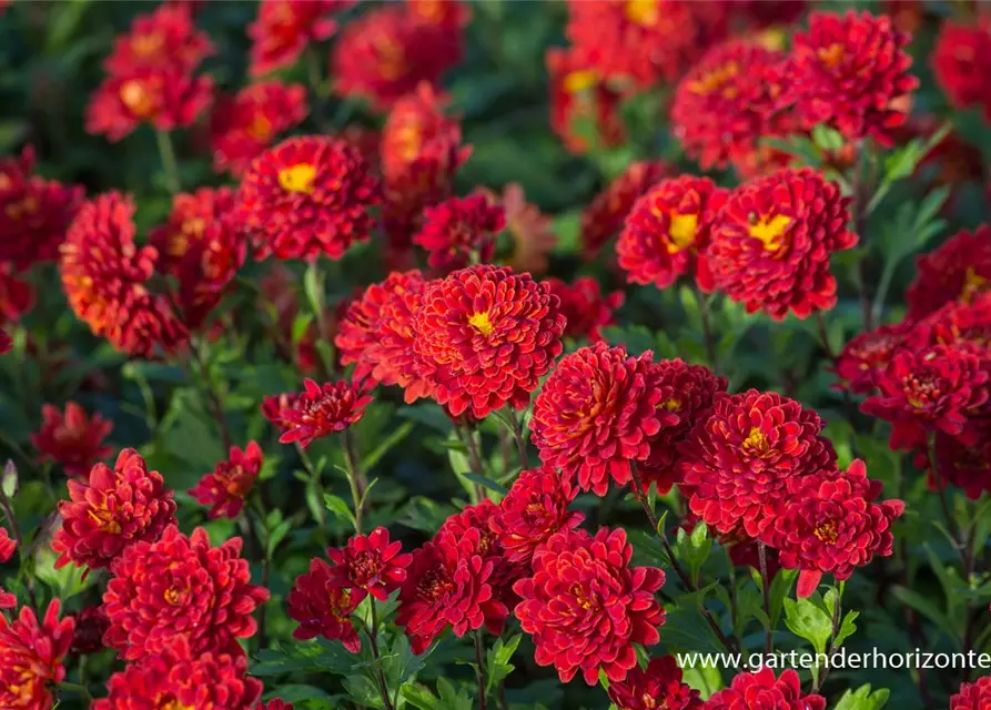 Chrysanthemum x hort.'Brockenfeuer'