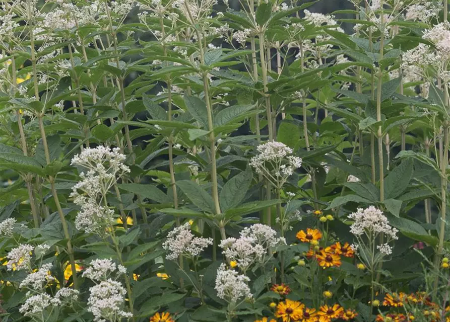 Eupatorium fistulosum 'Album'