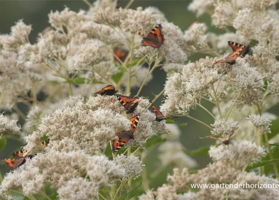 Eupatorium fistulosum 'Album'