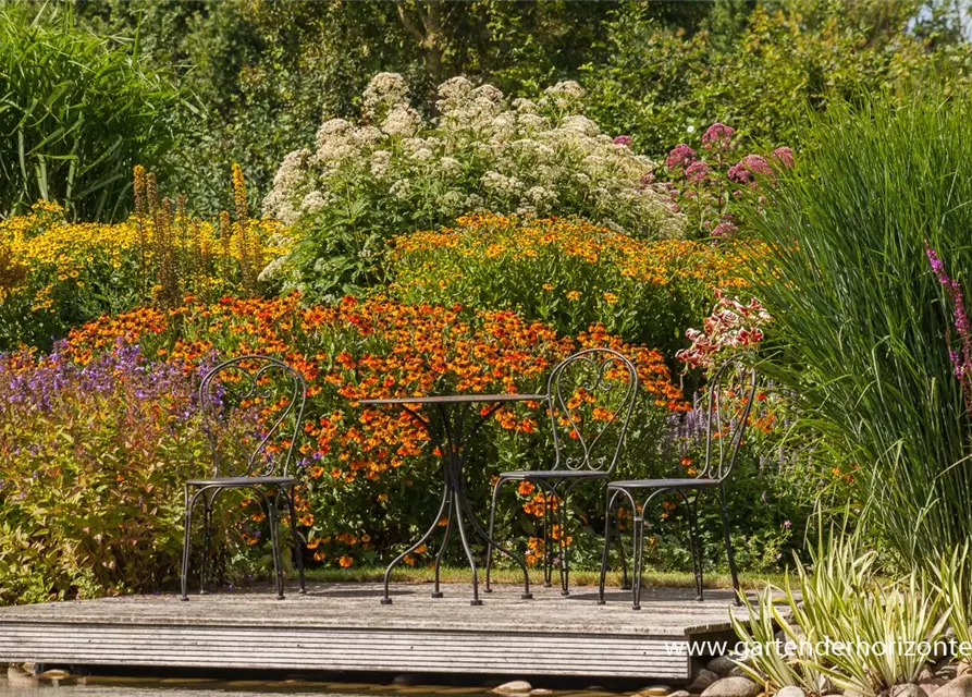 Eupatorium fistulosum 'Album'