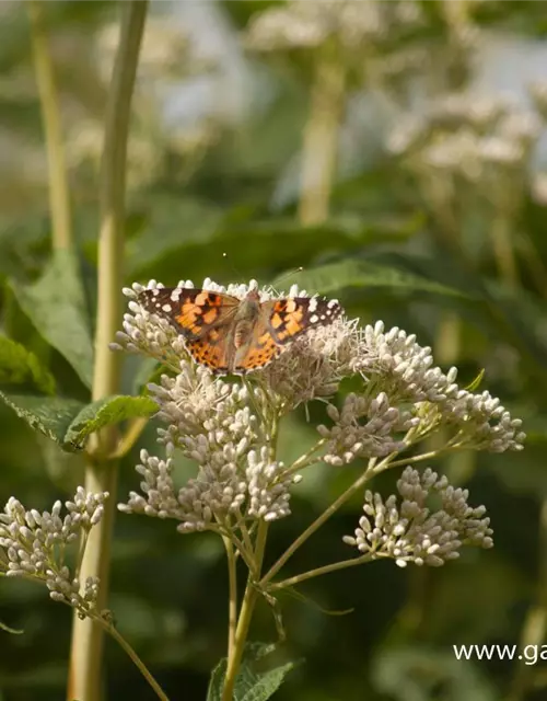 Eupatorium fistulosum 'Album'