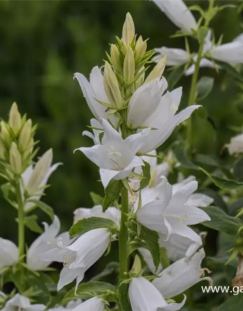 Campanula latifolia var.macrantha 'Alba'