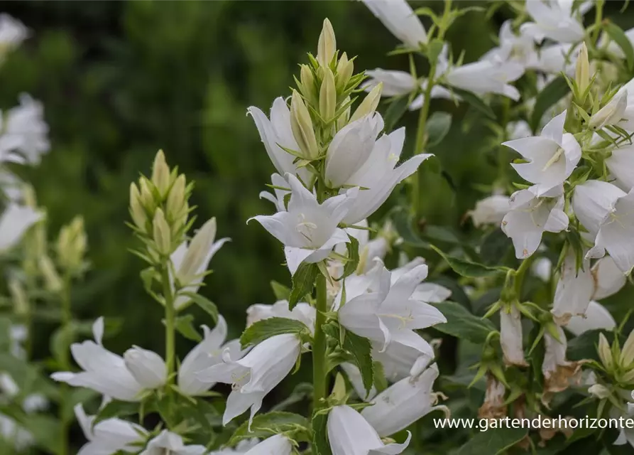 Campanula latifolia var.macrantha 'Alba'